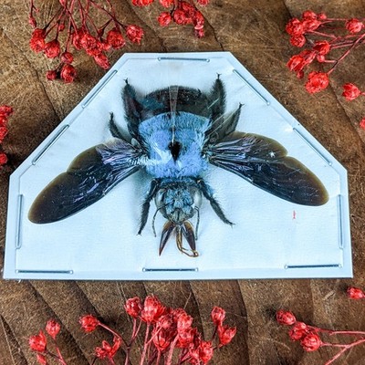 Blue Carpenter Bee Xylocopa Caerulea Specimen Taxidermy Oddity Curiosity craft