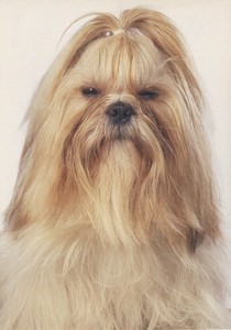 Blond Shih Tzu 2025