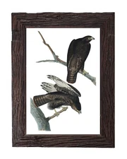 Vintage Black Warrior Hawk Bird Illustration 5x7 Wall Art Print Audubon Birds