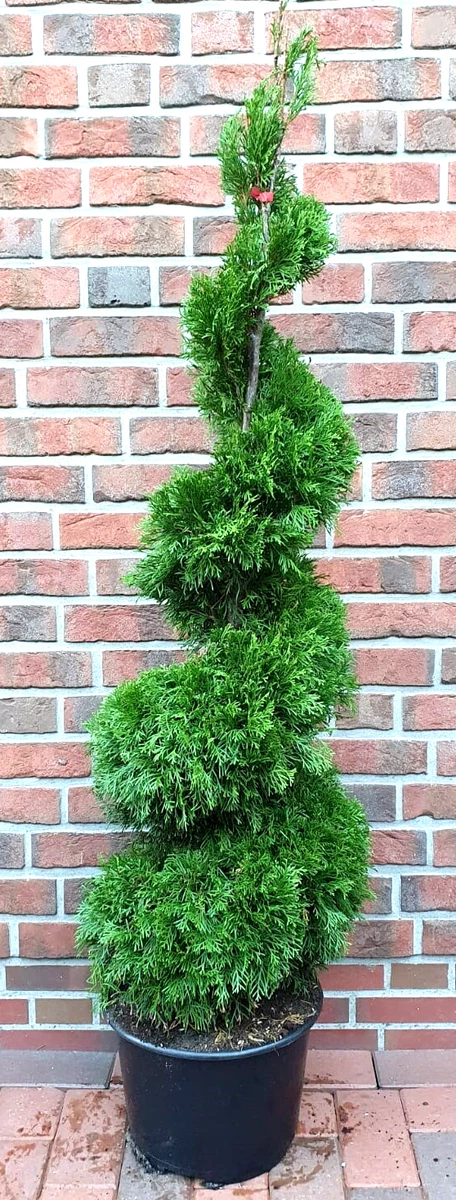 Thuja Smaragd 140 online kaufen | eBay.de