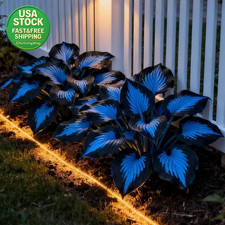 Hosta Seeds 220 Blue Perennial Rare Shade Plant Low Maintenance Garden