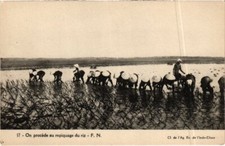 CPA On procede au repiquage du riz Vietnam Indochina (1345657)