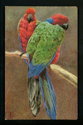 Animals postcard Bird parrot parakeet Artist Signed E.C. E.P. Dutton Nister 