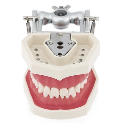 Dental Typodont - Kilgore 32 teeth - Soft Tissue - Authentic