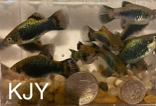 Mixed Blue Tuxedo Wag Platies (10 PK UNSEXED)