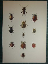VINTAGE NATURAL HISTORY PRINT ~ VARIOUS BEETLES LADYBIRD