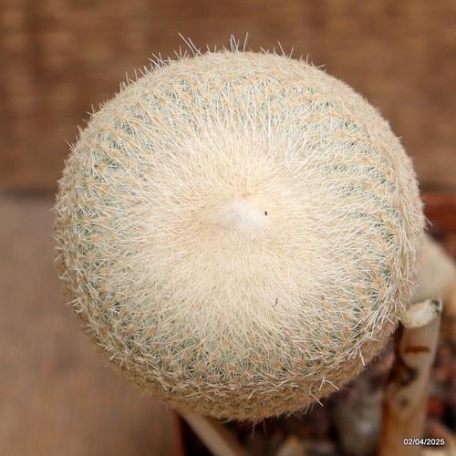 D2511 EPITHELANTHA BOKEI Topf10-H16-B6 cm MaMa Kaktus - Bild 4 von 4