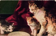 Printed Postcard Mother Cat Kittens with Dish 1907 New Holstein WI Postmark