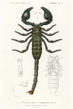 Scorpion African - Emperor Scorpion (Buthus) - 1849 - Illustration Poster
