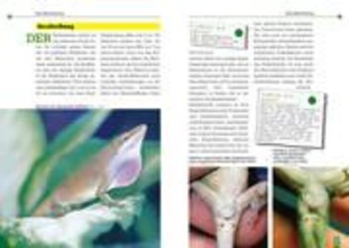 Thumbnail - Jens Rauh | Der Rotkehlanolis | Taschenbuch | Deutsch (2010) | Art Für