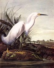 POSTER BIRDS OF AMERICA AUDUBON WHITE SNOWY HERON VINTAGE REPRO FREE S/H