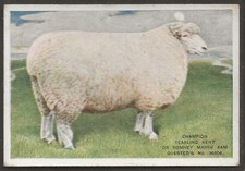 PLAYERS OVERSEAS ISSUE-BRITISH LIVE STOCK 1924 (L25)-#21- KENT OR ROMNEY MARSH
