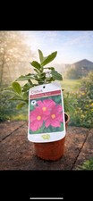 3 Potted Cistus Sunset Evergreen Shrubs, Stunning Pink Flowers All Summer