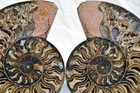 Large Black Ammonite Pair Crystals 110myo Dino Age FOSSIL XXL 172mm 6.8" 9550ee — photo 1