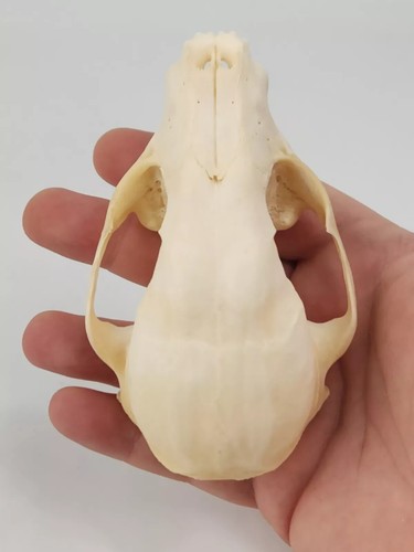 Real Raccoon Full Skulls, Tops, Jaws - Procyon lotor - See Description - Generic - Picture 8 of 41