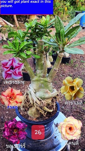 Adenium obesum 5 Farben in einer GEPFROPFPFLANZE im Topf 8 Zoll!! - Bild 5 von 5