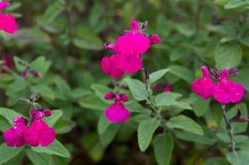 PERENNIAL SALVIA PLUG PLANTS PICK + MIX PAY ONLY ONE POSTAGE COST MIXED FLOWERS - Picture 58 of 88
