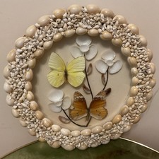 Vintage Seashell Collage Mounted Preserved Butterflies Cowrie Shells Framed 