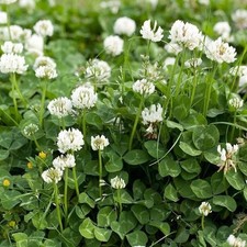20lbs dutch white clover seed coated and inoculated800,000 seeds/lb
