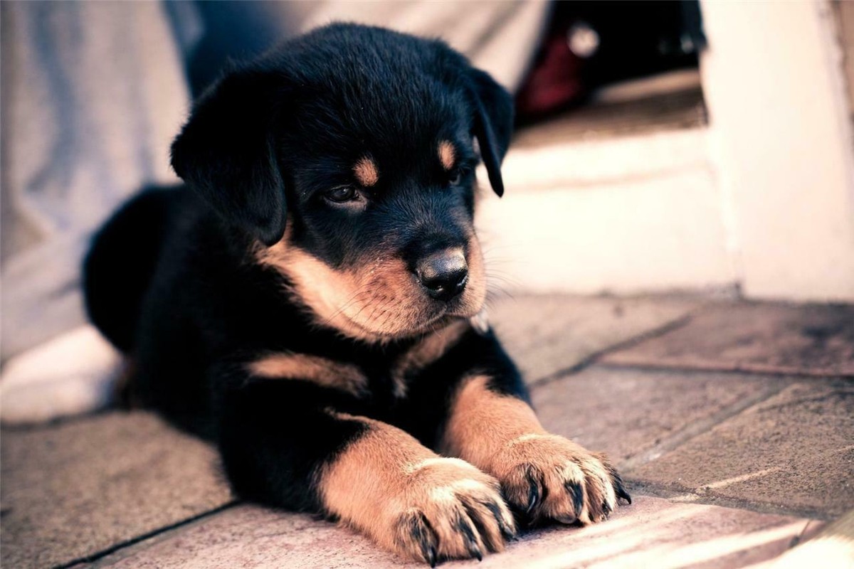ROTTWEILER PUPPY GLOSSY POSTER PICTURE PHOTO dog puppies cute baby funny  1719
