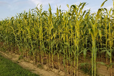 Live Sugarcane Green Plant, 3 Gal Pot, 2 3 Ft Tall, No Shipto CA, HI, PR, GU, AK
