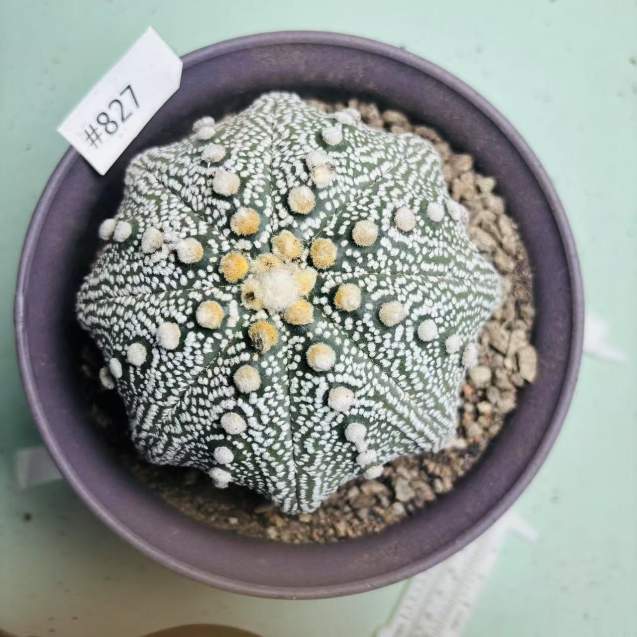 Foto 1 di 6