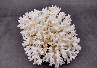 White Lace Coral Cluster Medium (1 coral approx. 5-6+ inches)