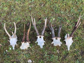 5x Real Roe Deer/Buck Skull/Antlers Capreolus capreolus Taxidermy