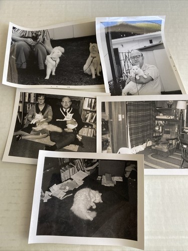 MIXED LOT OF 40+ CAT PHOTOGRAPHS 1970s - Picture 5 of 12