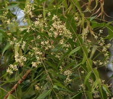 Azadirachta indica NEEM TREE Seeds 