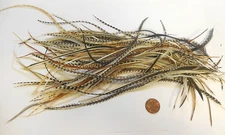 100 Whiting Metz Long Feathers Craft Jewelry Hair Fly Tying Asst Lot Grizzly etc