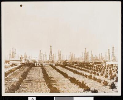 Citrus Groves With Several Oil Wells In Background Santa Fe Spring - Old Photo