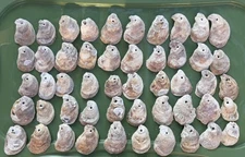 125 Cleaned And Drilled Oyster Shells