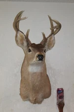 Droptine Whitetail Deer Head Shoulder Mount Taxidermy Cape Shed Antler Hunt Mule