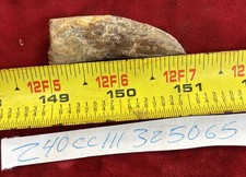 Rare Carcharodontosaurus Dinosaur Tooth T Rex Cousin 95 Mil Yrs Fossil 2”