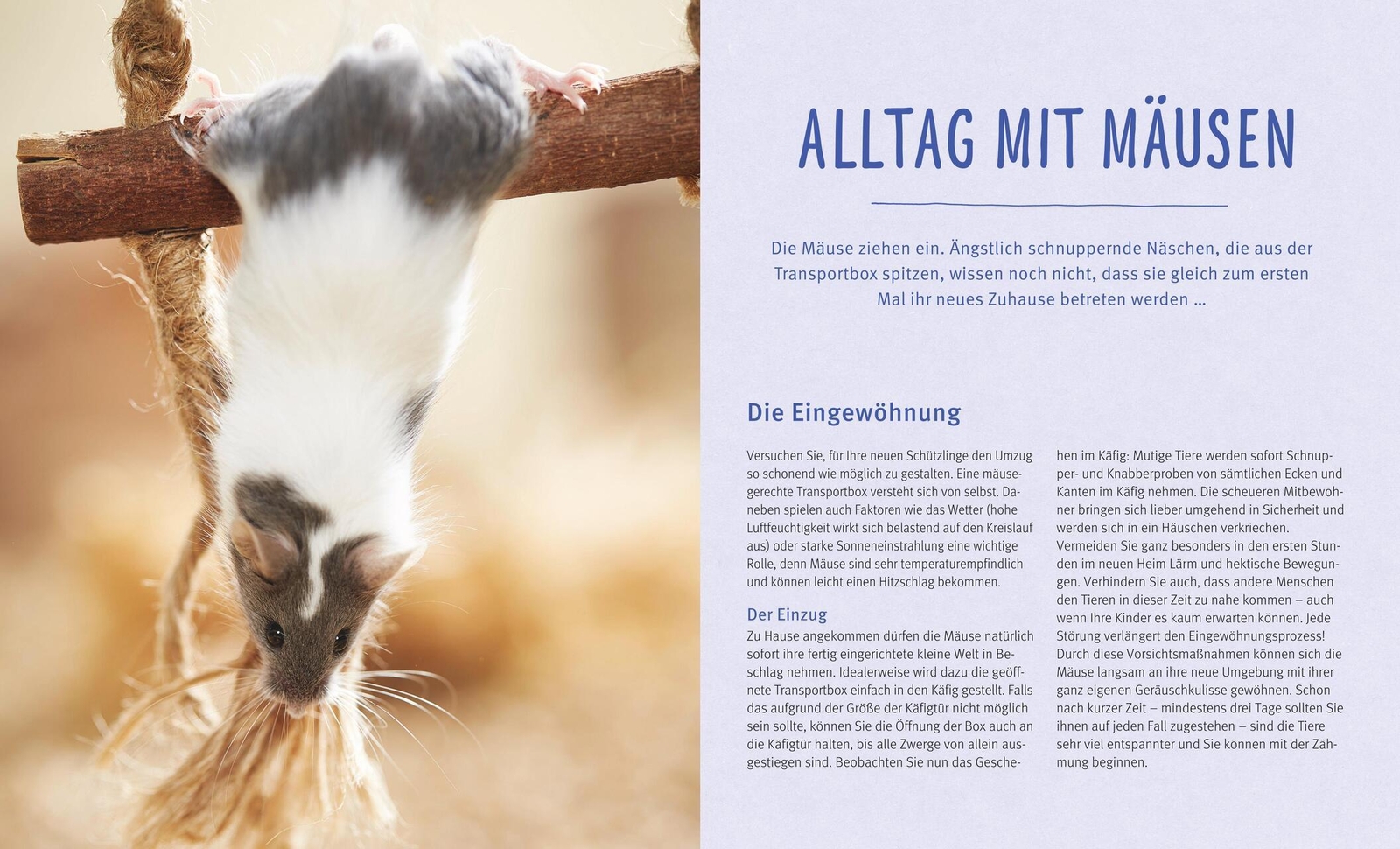 Thumbnail - Mäuse Alexandra Beißwenger