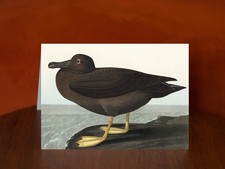 Dusky Albatros - Art Print Card, A5