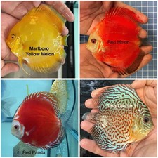 Pack of 4 Discus Fish 3.75  - 4  - Live Fish Aquarium Overnight Shipping