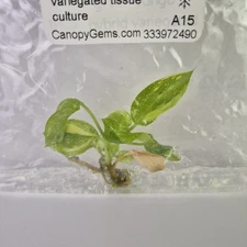 Philodendron Green Congo Nuclear variegated tissue culture 2DayAir