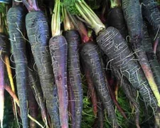Black Nebula Carrot Seeds, NON-GMO, Deep Purple, Antioxidant, FREE SHIPPING