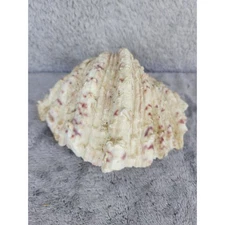 Natural Seashell Clam Shell Unique Beach Decor Collectible Specimen 6"