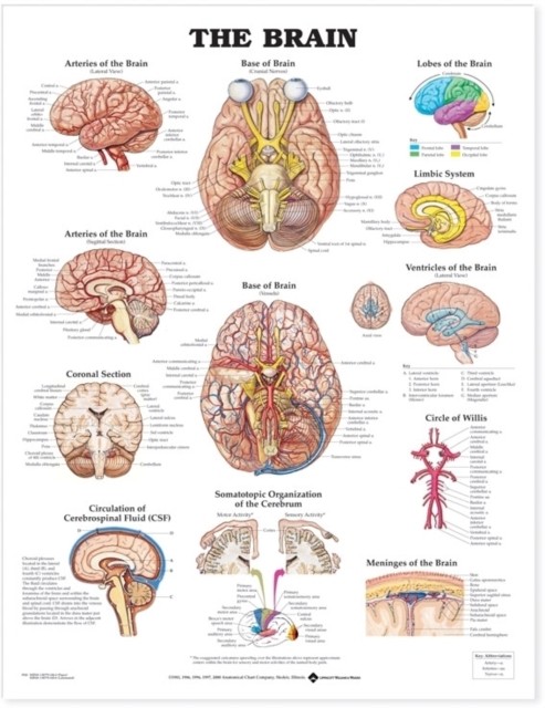 The Brain Anatomical Chart (Wallchart)