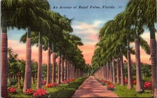 An Avenue Of Royal Palms Florida Linen Postcard