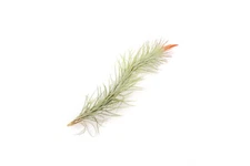 Air Plant Tillandsia Funckiana Air Plants - Easy Care Indoor and Outdoor