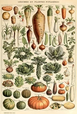 Legume And Vegetable Plants - 1909 - Illustration Poster