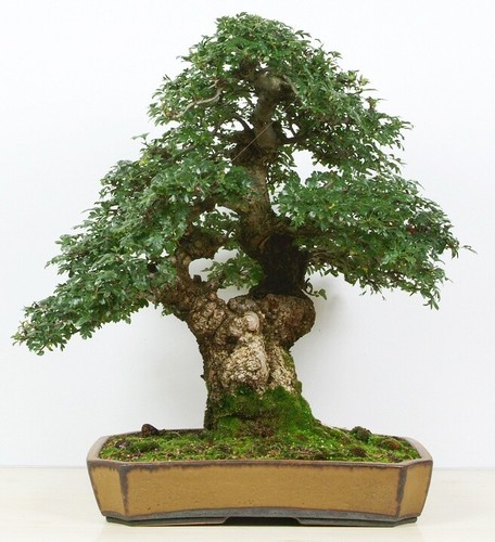 5 X Stieleiche Quercus robur lebendig Pre Bonsai Baum DE - Bild 8 von 11