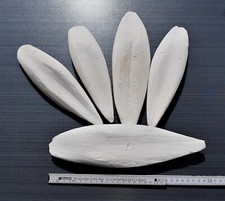 Auswahl Sepiaschalen XXL / ca. 25 - 30 cm / 1...
