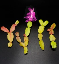 4 Cutting - Pink "Christmas" Cactus Schlumbergera Bridgesii