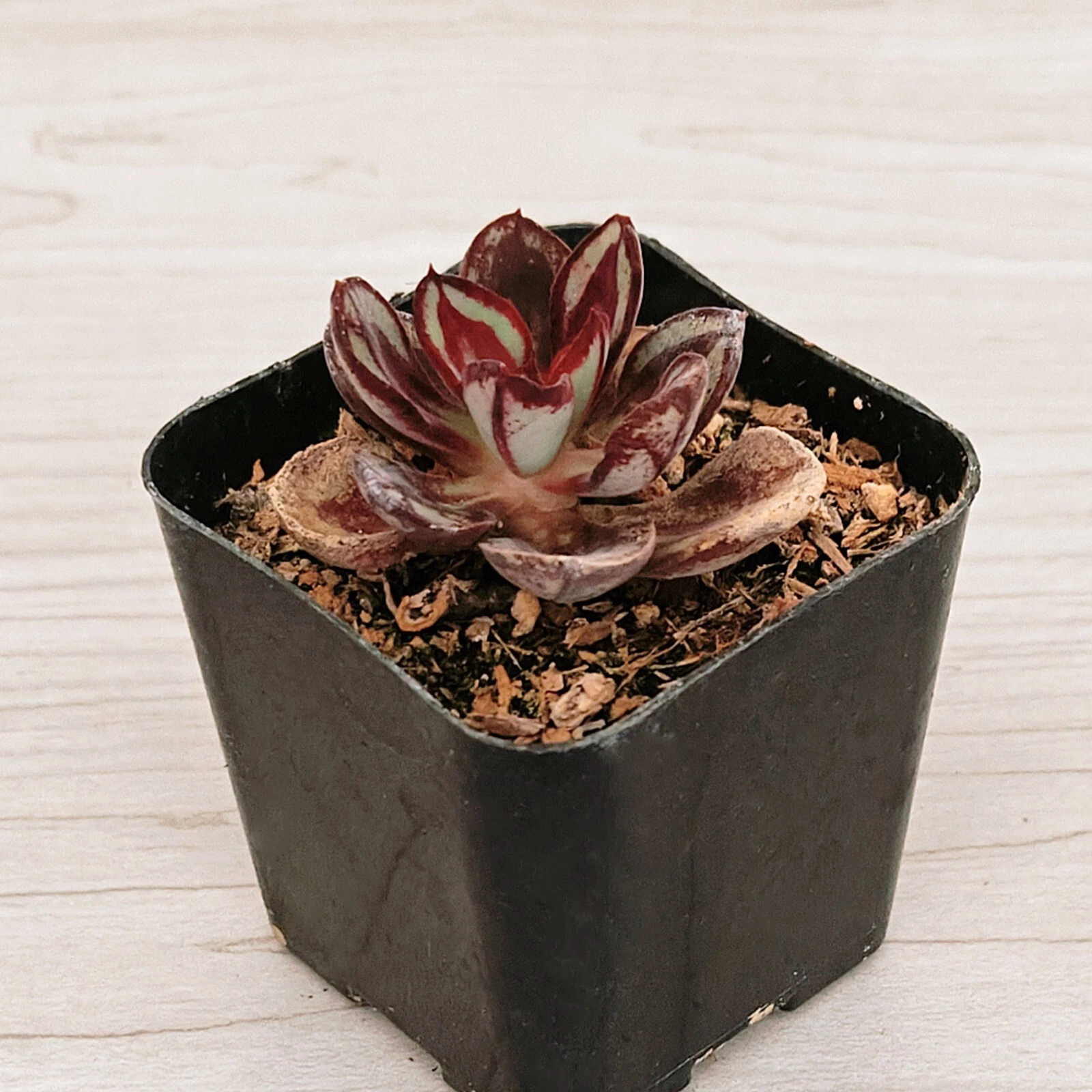 Succulent Live Plant - Sedum : Little Missy Variegated - In 2