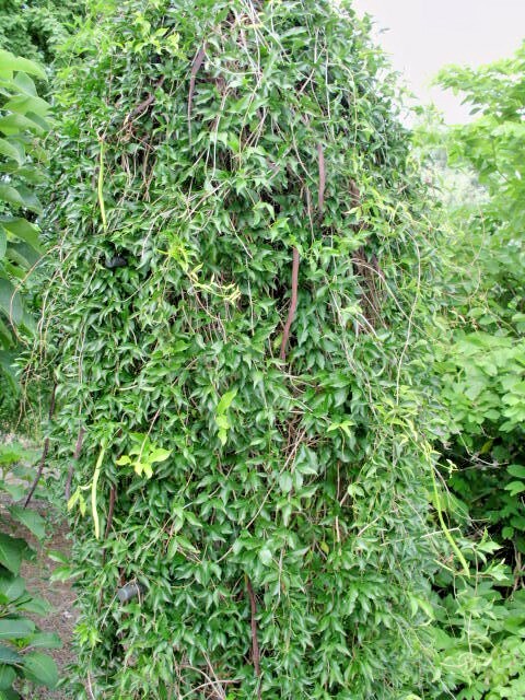 Picture 5 of 6